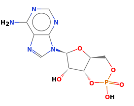 cyclic monophosphate adenosine copy